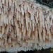 Cerocorticium-molare-Getande-boomkorst_20091204MH7403-8