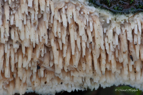 Cerocorticium molare