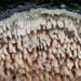 Cerocorticium-molare-Getande-boomkorst_20091204MH7405-8