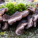 Auricularia-mesenterica-Viltig-judasoor_20091207MH7440-8