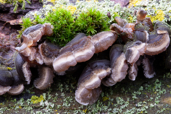 Auricularia mesenterica