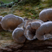 Auricularia-mesenterica-Viltig-judasoor_20091207MH7442-8