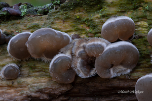 Auricularia-mesenterica-Viltig-judasoor_20091207MH7442-8