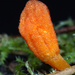 Cordyceps-militaris_RupsendoderMH20091209_7541-8