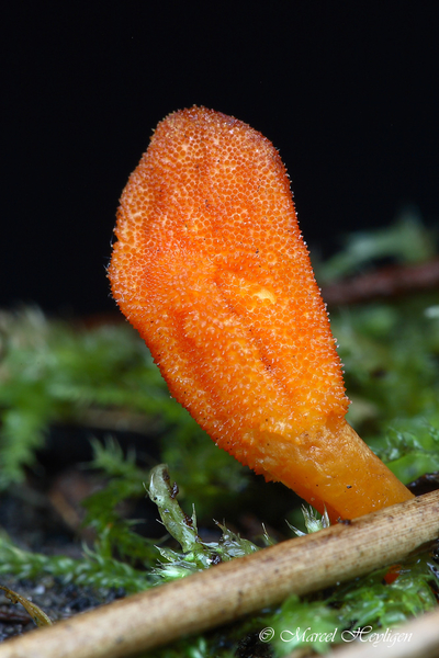 Cordyceps-militaris_RupsendoderMH20091209_7541-8