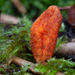 Cordyceps-militaris-Rupsendoder_20091204MH7366