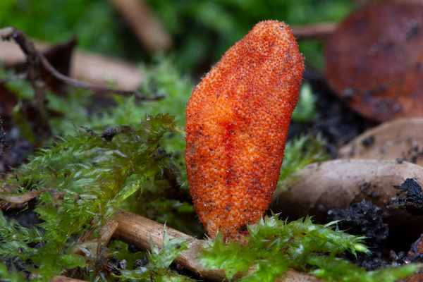 Cordyceps-militaris-Rupsendoder_20091204MH7366