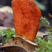 Cordyceps-militaris-Rupsendoder_20091204MH7372-01-8