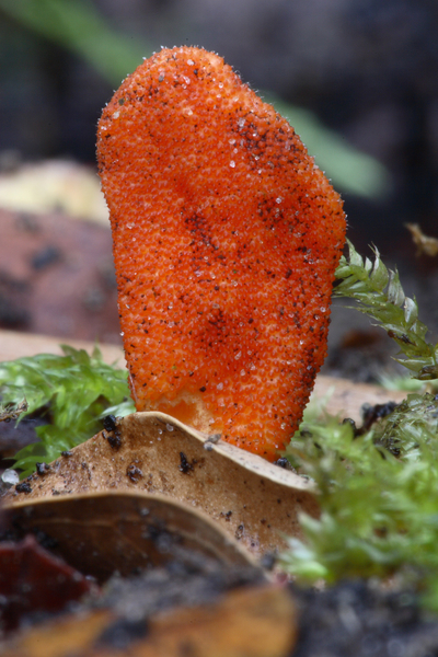 Cordyceps-militaris-Rupsendoder_20091204MH7372-01-8