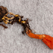 Cordyceps-militaris-Rupsendoder_20091204MH7416-8