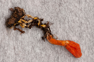 Cordyceps-militaris-Rupsendoder_20091204MH7416-8
