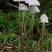 Mycena-vitilis_Papilmycena_20091201MH7332-8