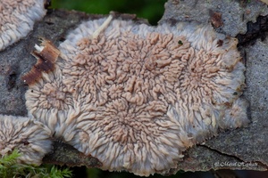 Phlebia-radiata-Oranje-aderzwam_20091204MH7400-8