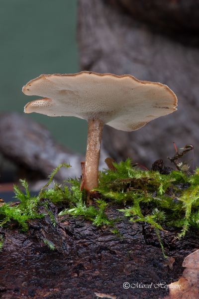 Polyporus brumalis