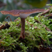 Polyporus-brumalis-Winterhoutzwam_20091204MH7387-8