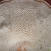 Polyporus-brumalis-Winterhoutzwam_20091204MH7391-8