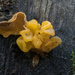 Tremella-aurantia-Gele-hersentrilzwam_20241125MH4009-8