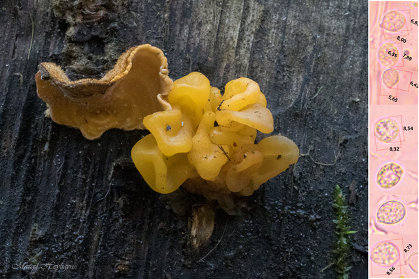 Tremella-aurantia-Gele-hersentrilzwam_20241125MH4009-8