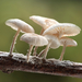 Marasmiellus-ramealis-Takruitertje_20241110MH0520-8