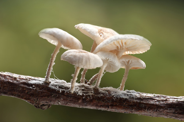 Marasmiellus ramealis