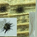 Acanthophiobolus-helicosporus-Wormsporig-zee-egelzwammetje_201603