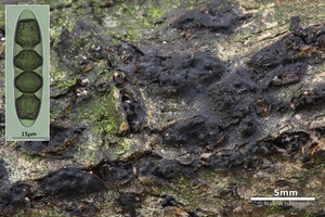 Aglaospora profusa-Acaciajoekelspoorzwam_20150122MH0905