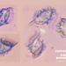 Aleuria-bicuculata_12092019MH_08