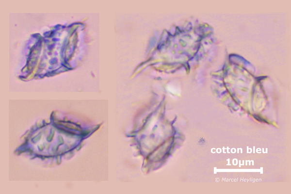 Aleuria-bicuculata_12092019MH_08