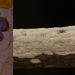 Aleurodiscus-aurantius-Bramenmeelschijfje-_20131224MH8359-8