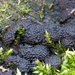 Annulohypoxylon-multiforme-Vergroeide-kogelzwam_20150212MH0984-8