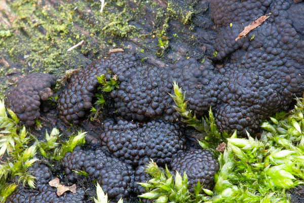 Annulohypoxylon-multiforme-Vergroeide-kogelzwam_20150212MH0984-8