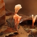 Anthina flammea_20141026MH0177-8