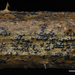 Anthostomella-nitidula-Braamschoorsteentje_20160414MH211649