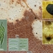 Apiognomonia-errabunda-Beukenblad-snavelkogeltje_20160317MH3589-8