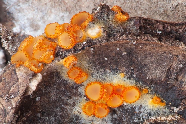 Arachnopeziza-aurelia_20220427MH1391-8