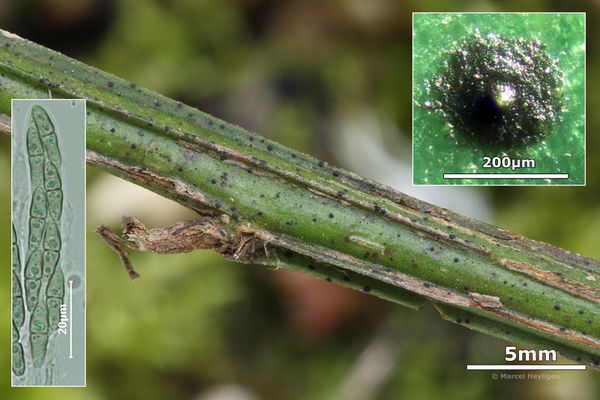 Arnaudiella genistae