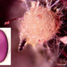 Ascobolus-immersus_20200202MH010029_8