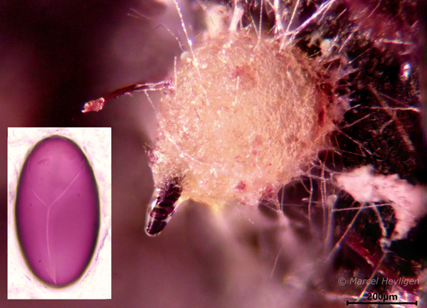 Ascobolus immersus