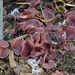 Ascocoryne-cylichnium-Grootsporige-paarse-knoopzwam-20150205MH094