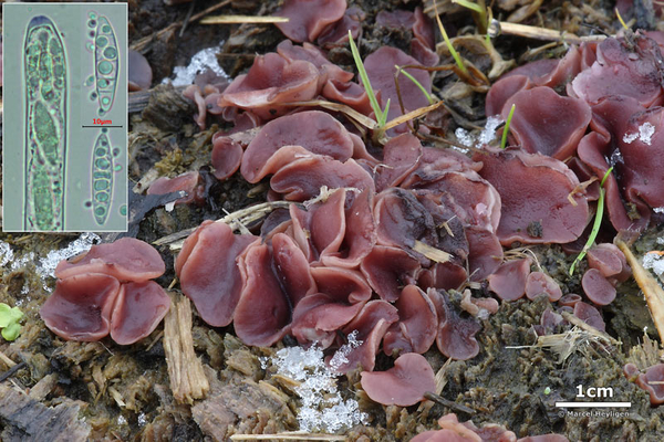 Ascocoryne cylichnium