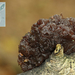 Ascotremella-faginea-Zakjestrilzwam_20141023MH0151-5
