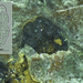 Asteromassaria macrospora-Beukenjoekelspoorzwam_20150122MH20904