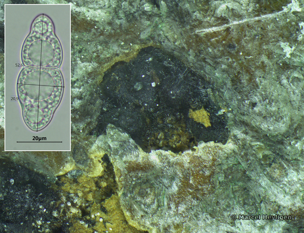 Asteromassaria macrospora-Beukenjoekelspoorzwam_20150122MH20904