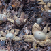 Astraeus-hygrometricus-Weerhuisje_20141019MH0089-8