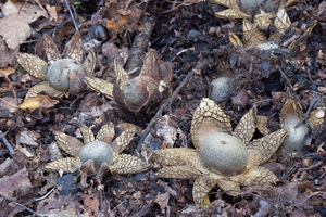 Astraeus-hygrometricus-Weerhuisje_20141019MH0089-8