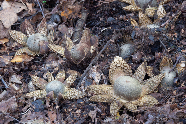Astraeus-hygrometricus-Weerhuisje_20141019MH0089-8
