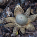 Astraeus-hygrometricus-Weerhuisje_20141019MH0095-8