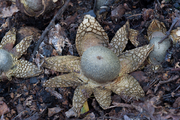 Astraeus-hygrometricus-Weerhuisje_20141019MH0095-8