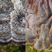 Auricularia-mesenterica-Viltig-judasoor_20150305MH1067-8