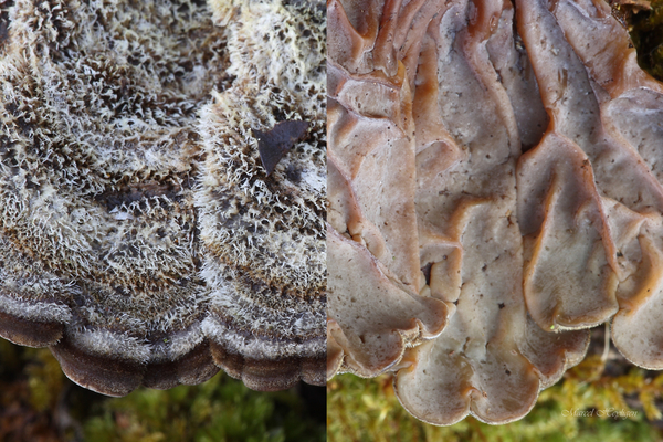 Auricularia-mesenterica-Viltig-judasoor_20150305MH1067-8